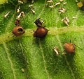 Mummified aphids, parasitized by Aphidiinae wasp, probably Lysiphlebus