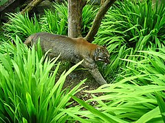 Un gatto di Temminck dal manto grigio allo zoo di Edimburgo.