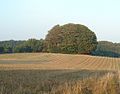 Hünengrab „Kluesbarg“ in Aukrug-Homfeld