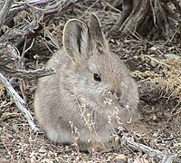 Brachylagus Idahoensis