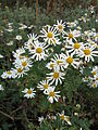 Chrysanthemum japonense