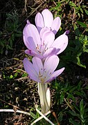 Colchicum lusitanum