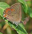 Adult, ventral view of wings.