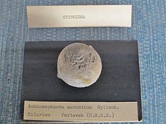 Fossile d'Echinosphaera aurantium (Silurien, MNHN).