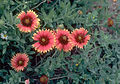 Gaillardia pulchella