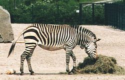 Hartmaņa kalnu zebra