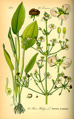 Hekbleeden (Alisma plantago-aquatica), tiaknang