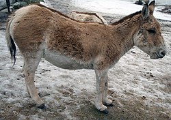 Equus hemionus kulan i Korkeasaari Zoo.