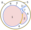 Схематичне зображення поперечного зрізу яєчка