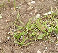 Cotilèdons de pastanaga (Daucus carota)