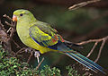 Regent Parrot