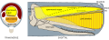 Image 41The nose of the whale is filled with a waxy substance that was widely used in candles, oil lamps, and lubricants (from Toothed whale)