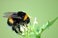 Čmeľ zemný (Bombus terrestris)