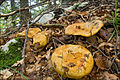 L. scrobiculatus, grup de ciuperci mai în vârstă
