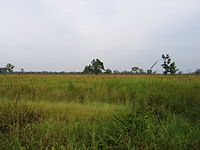 Prades del Parc Nacional de Kaziranga