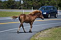 Image 28A feral Chincoteague Pony on Assateague Island on Maryland's Atlantic coastal islands (from Maryland)