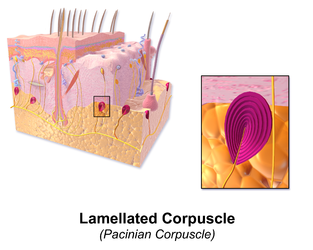 Lamellar corpuscle.