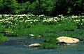 Image 28A stand of Cahaba lilies (Hymenocallis coronaria) in the Cahaba River, within the Cahaba River National Wildlife Refuge (from Alabama)