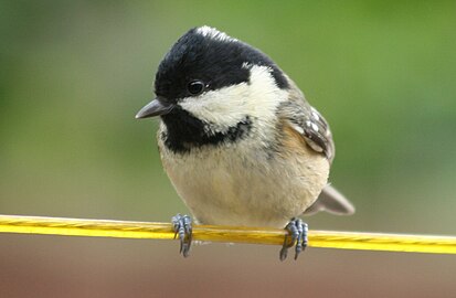 Irish coal tit, P. a. hibernicus (note yellowish cheeks and breast)