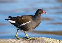 Photographie en couleurs d'un oiseau sur un rocher avec de l'eau en arrière-plan.