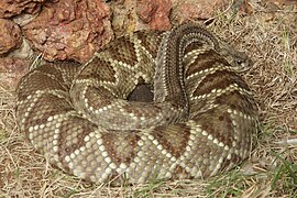 Crotalus durissus cumanensis