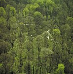 Flygfoto över Dalby Söderskog.