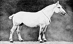 Quaravon, étalon Trait du Maine de 4 ans, gris, dans La Vie à la campagne, 1930.