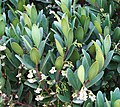 Detail of inflorescence.