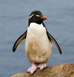 Springpingvin på Falklandsøerne