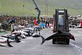 Image 19Atlantic white-sided dolphin caught in a drive hunt in Hvalba on the Faroe Islands being taken away with a forklift (from Toothed whale)