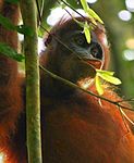 Orangutang fotograferad i Kutai nationalpark på Borneo.