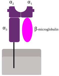 β2-Mikroglobulin