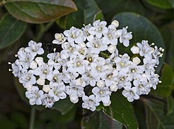 Viburnum tinus.