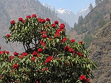 Un rhododendron aux grosses fleurs rouges dans un paysage montagnard.