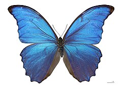 Morpho didius Male Dos MHNT