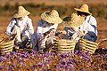 Thu hoạch Saffron ở Torbat-e Heydarieh, Iran