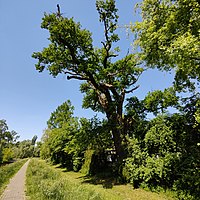 1 Eiche am Schwarzbachdamm