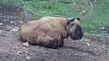 不丹的羚牛