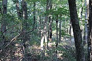 The image is a view of the forest from the trail on the north end of West Rock Ridge Sate Park. The image was taken in August 2021.