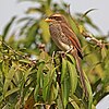 Yellow-billed shrike Corvinella corvina