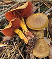 !!Cortinarius semisanguineus!!