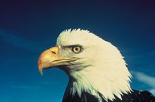 Bald eagle.jpg