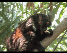 Male Black lemur at Nosy Komba