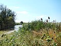 La végétation du marais de Brouage, non loin de l'écluse.