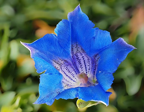 Gentiana acaulis (stemless gentian) (created and nominated by Petar Milošević)