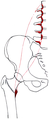 Origin and attachment of the M. psoas major.