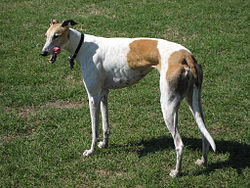 Image illustrative de l’article Lévrier greyhound