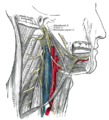 Hypoglossal sinir, servikal pleksus ve dalları.