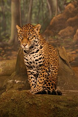 Jaguārs