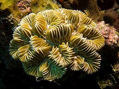 Maze coral